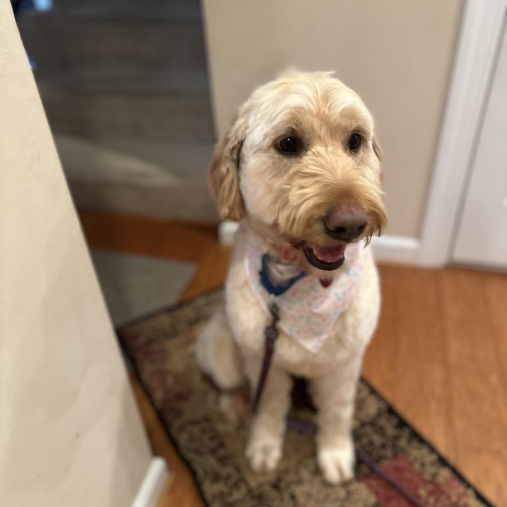 Dina, a Adoptable mixed breed in Alexandria, VA image 1/6
