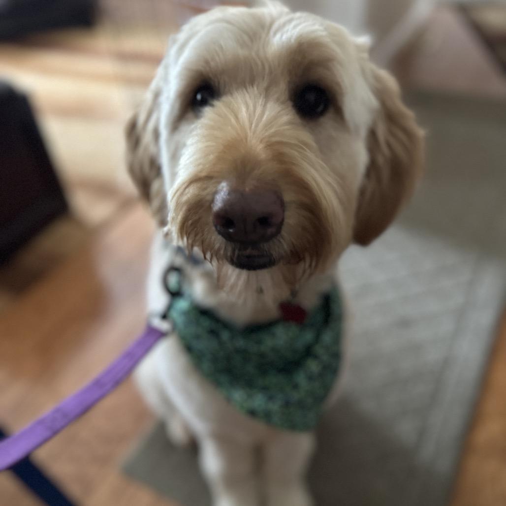 Enlarge Dina, a Adoptable mixed breed in Alexandria, VA image 2/6