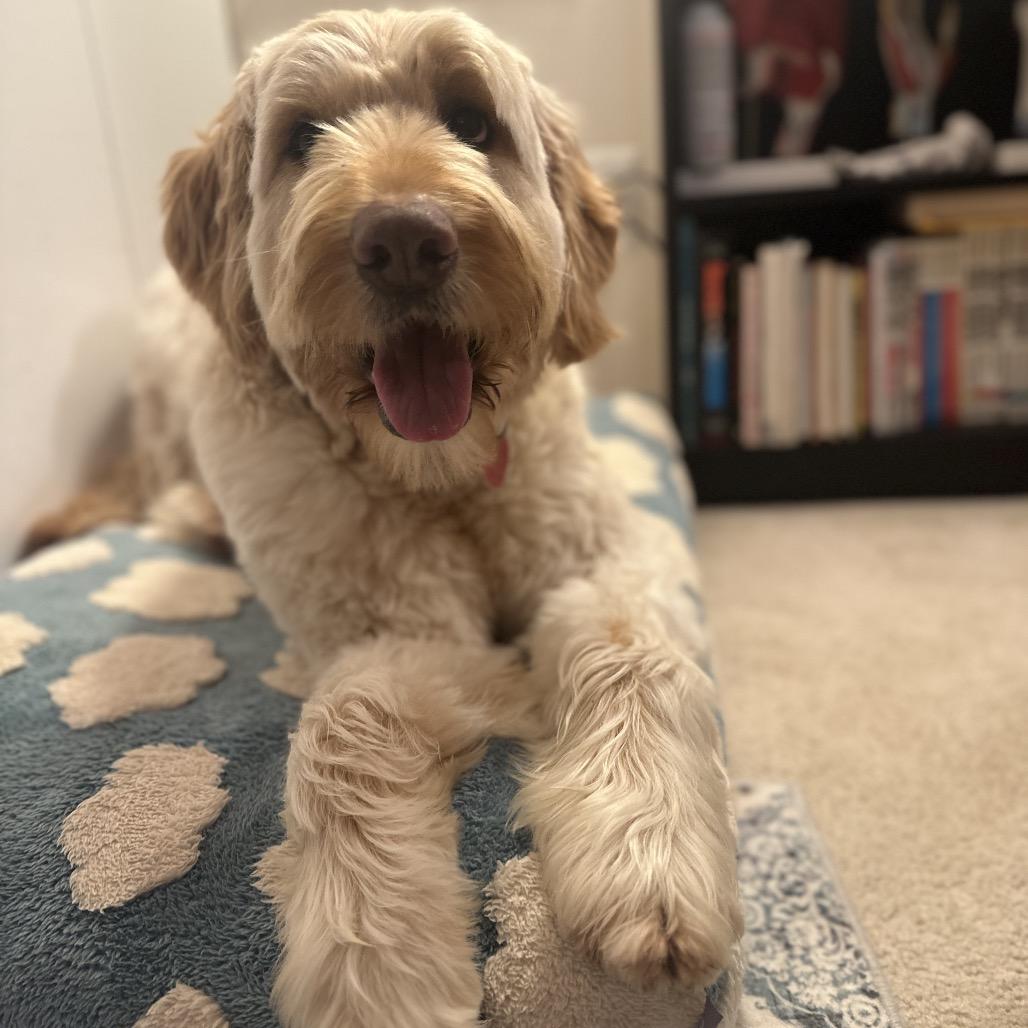 Enlarge Dina, a Adoptable mixed breed in Alexandria, VA image 2/6