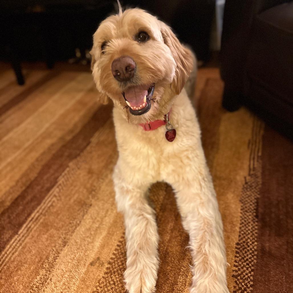 Enlarge Dina, a Adoptable mixed breed in Alexandria, VA image 4/6