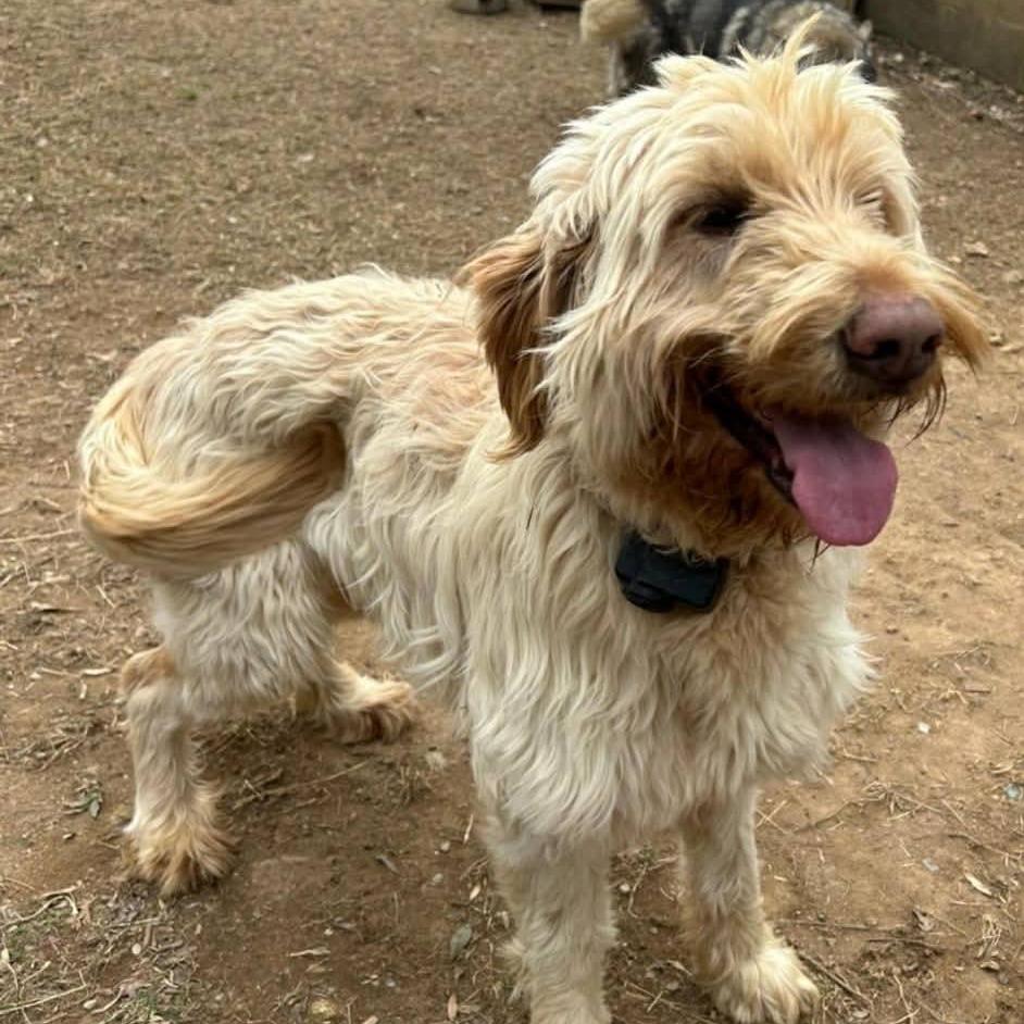 Enlarge Dina, a Adoptable mixed breed in Alexandria, VA image 5/6