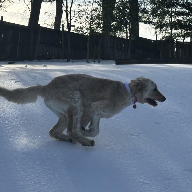 Dina, Adoptable, Adult Female Poodle & Mixed Breed.