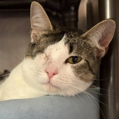 Poppy, an adoptable Domestic Short Hair in North Myrtle Beach, SC image 4/5