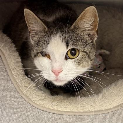 Enlarge Poppy, a ADOPTABLE Domestic Short Hair in North Myrtle Beach, SC image 2/3