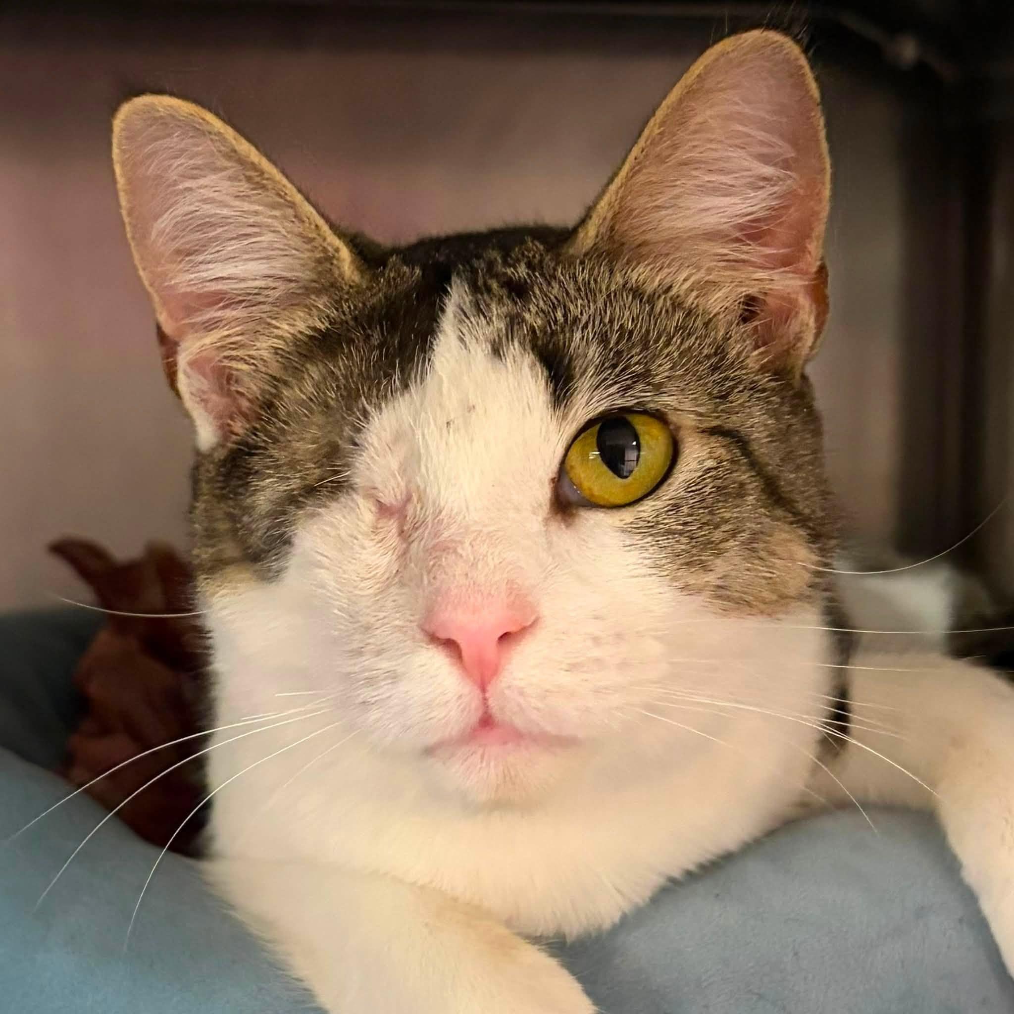 Poppy, an adoptable Domestic Short Hair in North Myrtle Beach, SC image 3/5