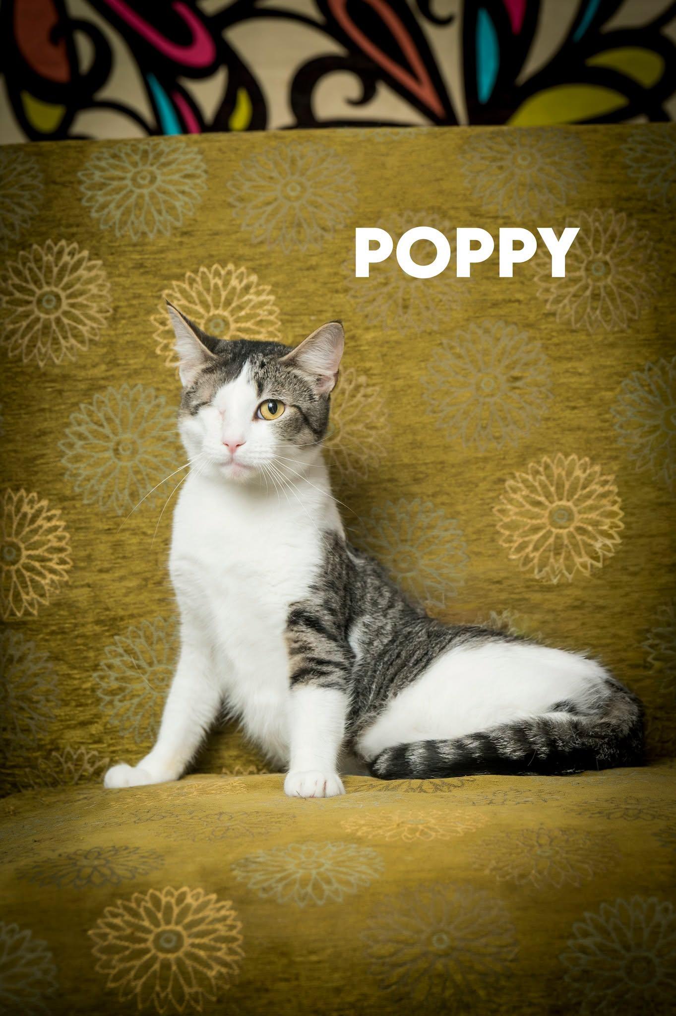 Poppy, adoptable, Young Female Domestic Short Hair.