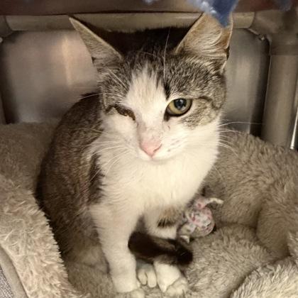 Enlarge Poppy, a ADOPTABLE Domestic Short Hair in North Myrtle Beach, SC image 3/3