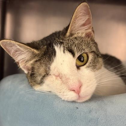Poppy, an adoptable Domestic Short Hair in North Myrtle Beach, SC image 5/5