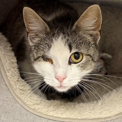 Poppy, ADOPTABLE, Young Female Domestic Short Hair.