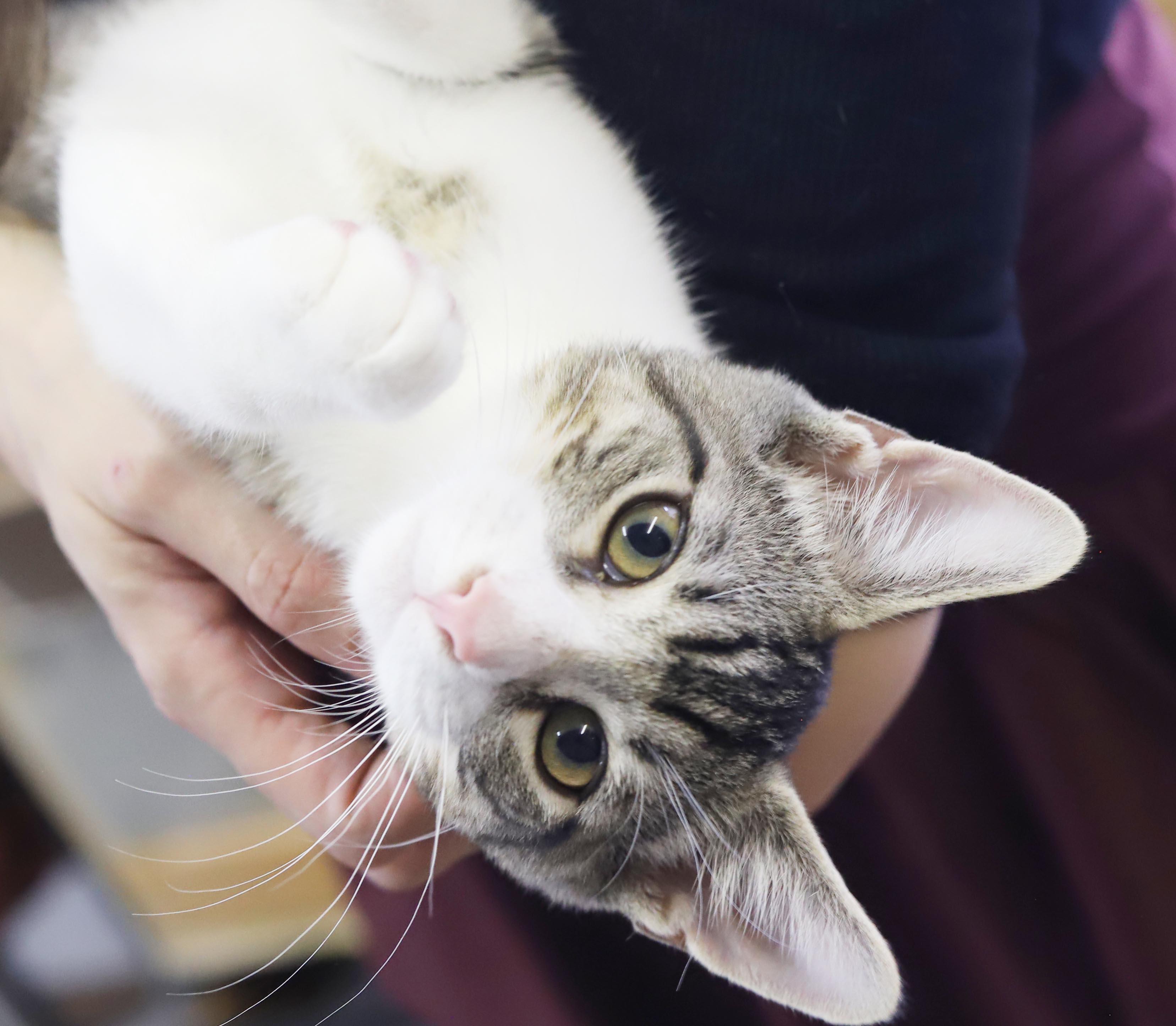 Enlarge Felix - What a joy - Soft snuggly beautiful - loves being held - OLD ENOUGH TO GO SOLO, a Adoptable mixed breed in Bedford Hills, NY image 4/6