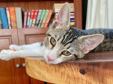 Enlarge Felix - What a joy - Soft snuggly beautiful - loves being held - OLD ENOUGH TO GO SOLO, a Adoptable mixed breed in Bedford Hills, NY image 5/6