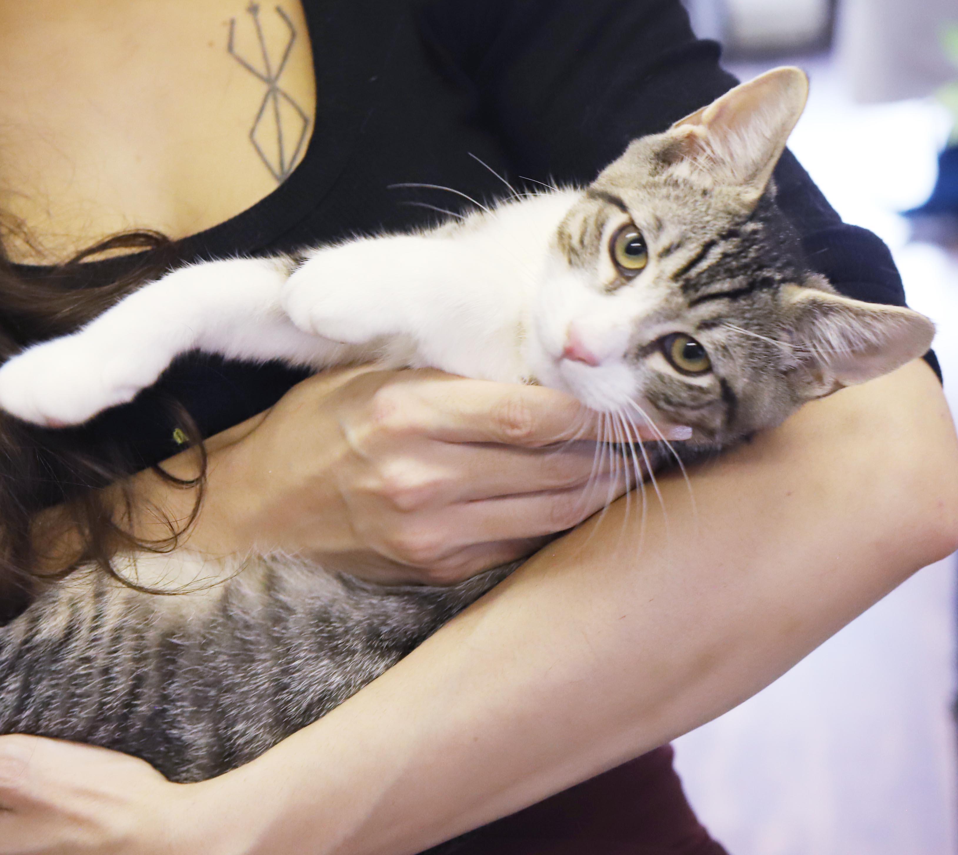 Enlarge Felix - What a joy - Soft snuggly beautiful - loves being held - OLD ENOUGH TO GO SOLO, a Adoptable mixed breed in Bedford Hills, NY image 3/6