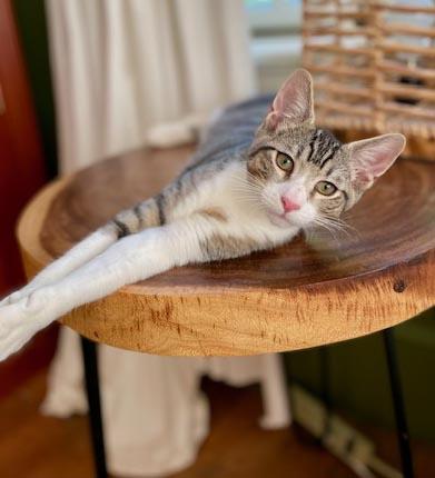 Enlarge Felix - What a joy - Soft snuggly beautiful - loves being held - OLD ENOUGH TO GO SOLO, a Adoptable mixed breed in Bedford Hills, NY image 2/6