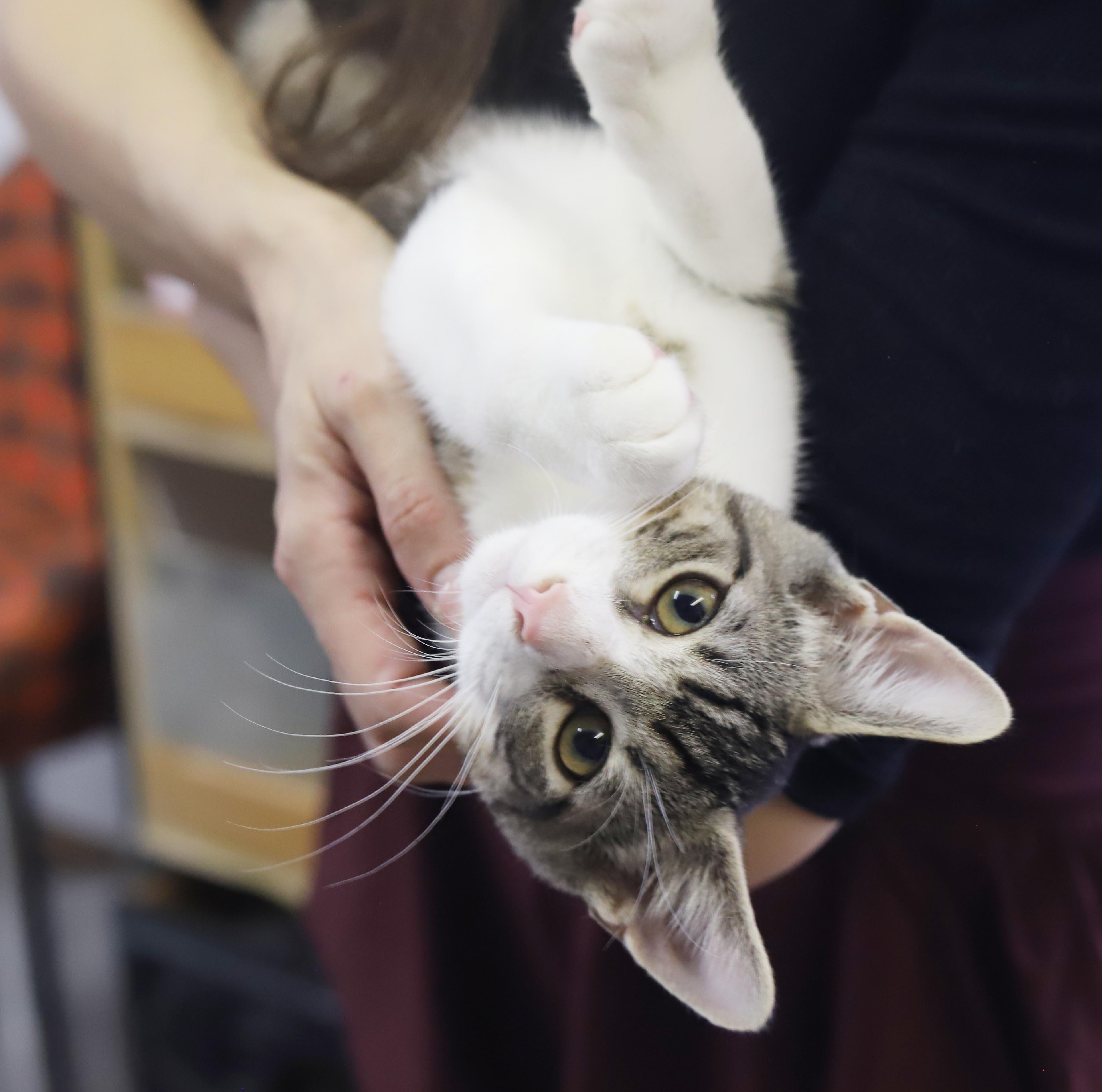 Felix - What a joy - Soft snuggly beautiful - loves being held - OLD ENOUGH TO GO SOLO, Adoptable, Kitten Male Turkish Van & Bengal.