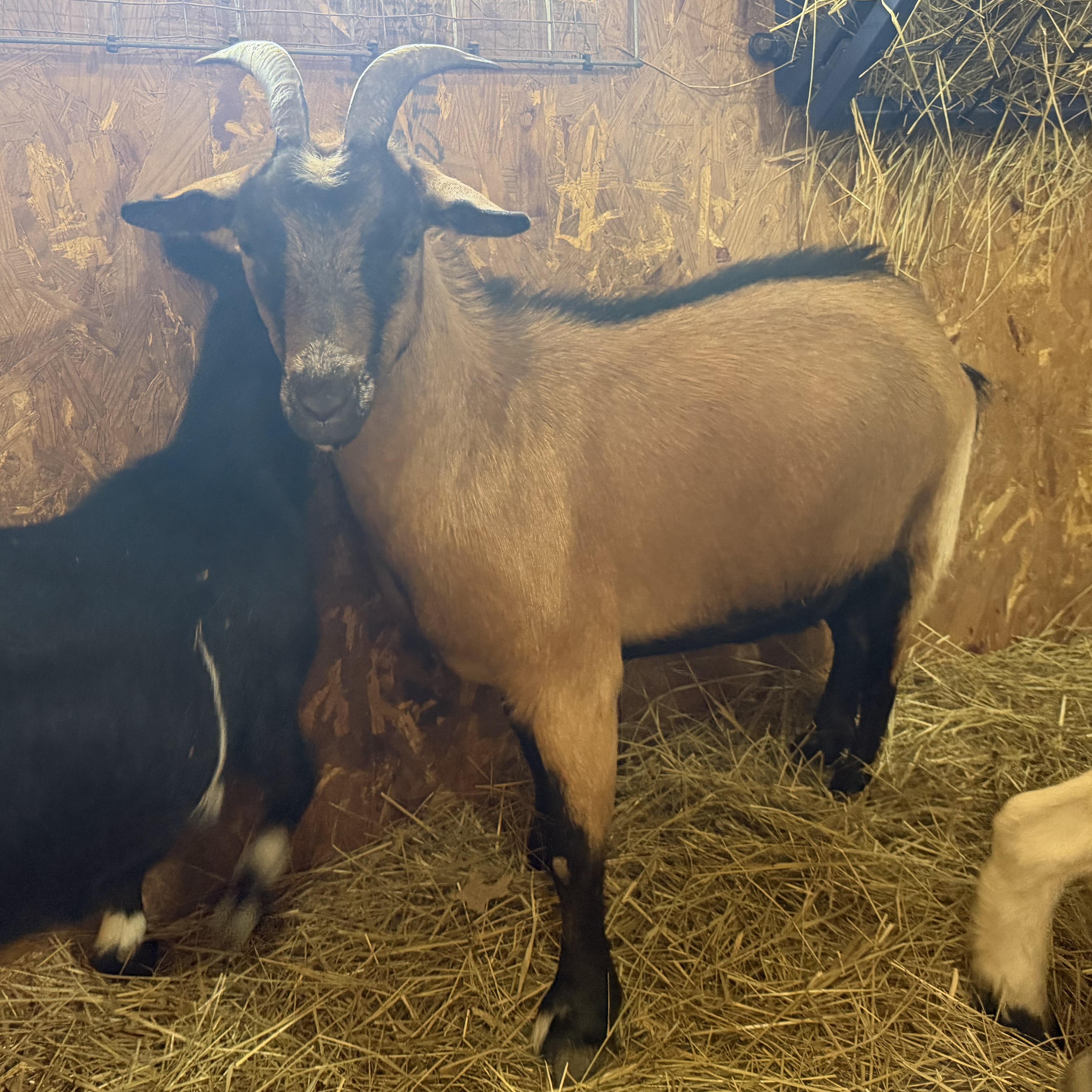 Enlarge Jan, a ADOPTABLE Nigerian Dwarf in Ravenna, OH image 2/3