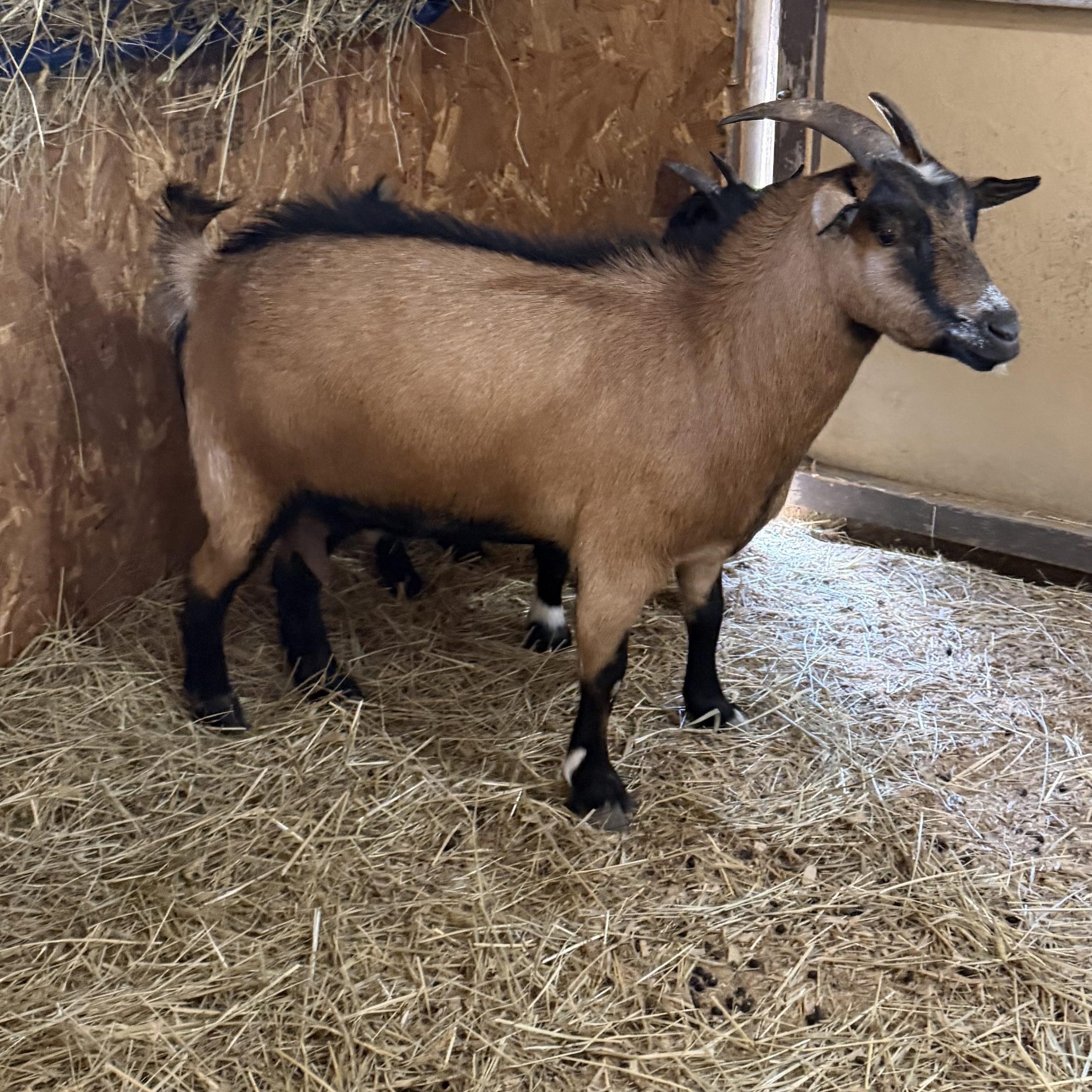 Enlarge Jan, a ADOPTABLE Nigerian Dwarf in Ravenna, OH image 3/3