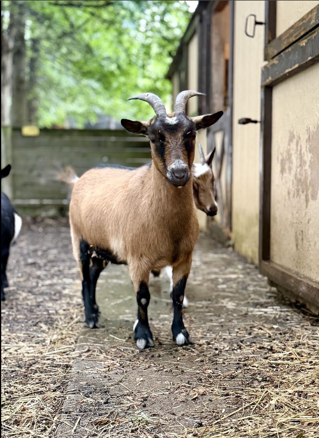 Enlarge Jan, a ADOPTABLE Nigerian Dwarf in Ravenna, OH image 1/3