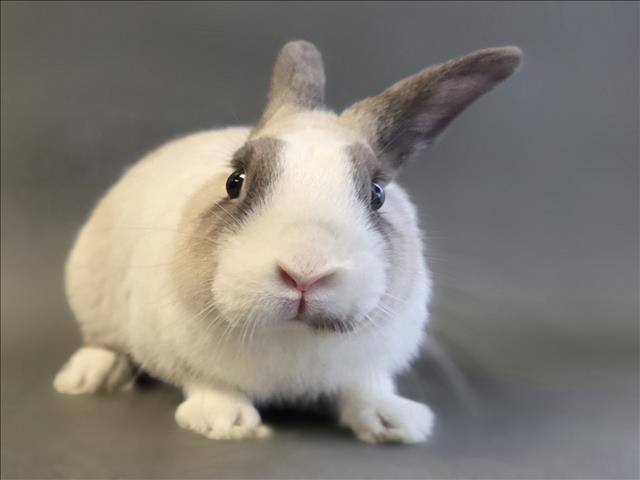 BEATTY, Adoptable, Young Male Bunny Rabbit.