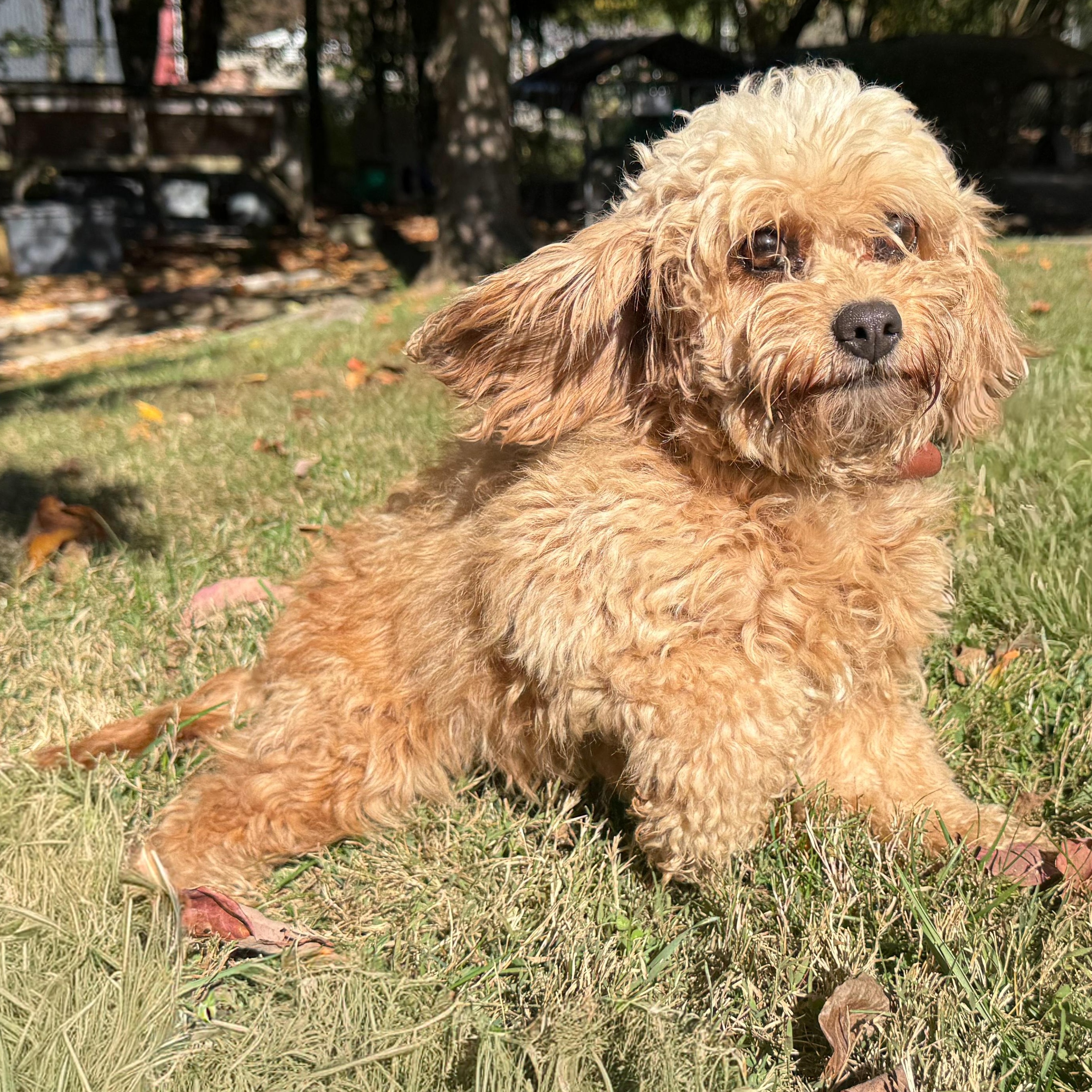 Claire, an adoptable Cavapoo in Latrobe, PA, 15650 | Photo Image 5