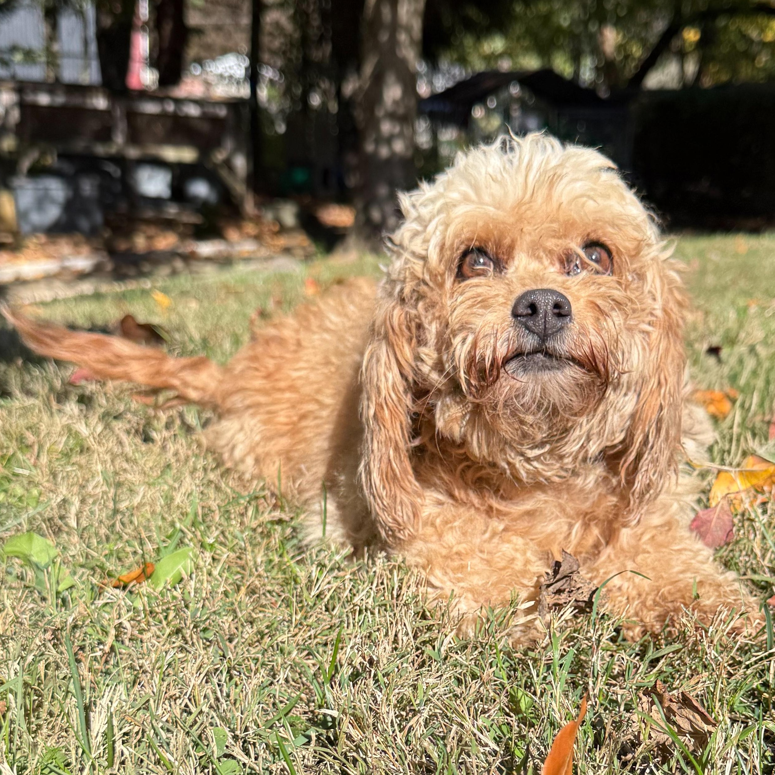 Claire, an adoptable Cavapoo in Latrobe, PA, 15650 | Photo Image 6