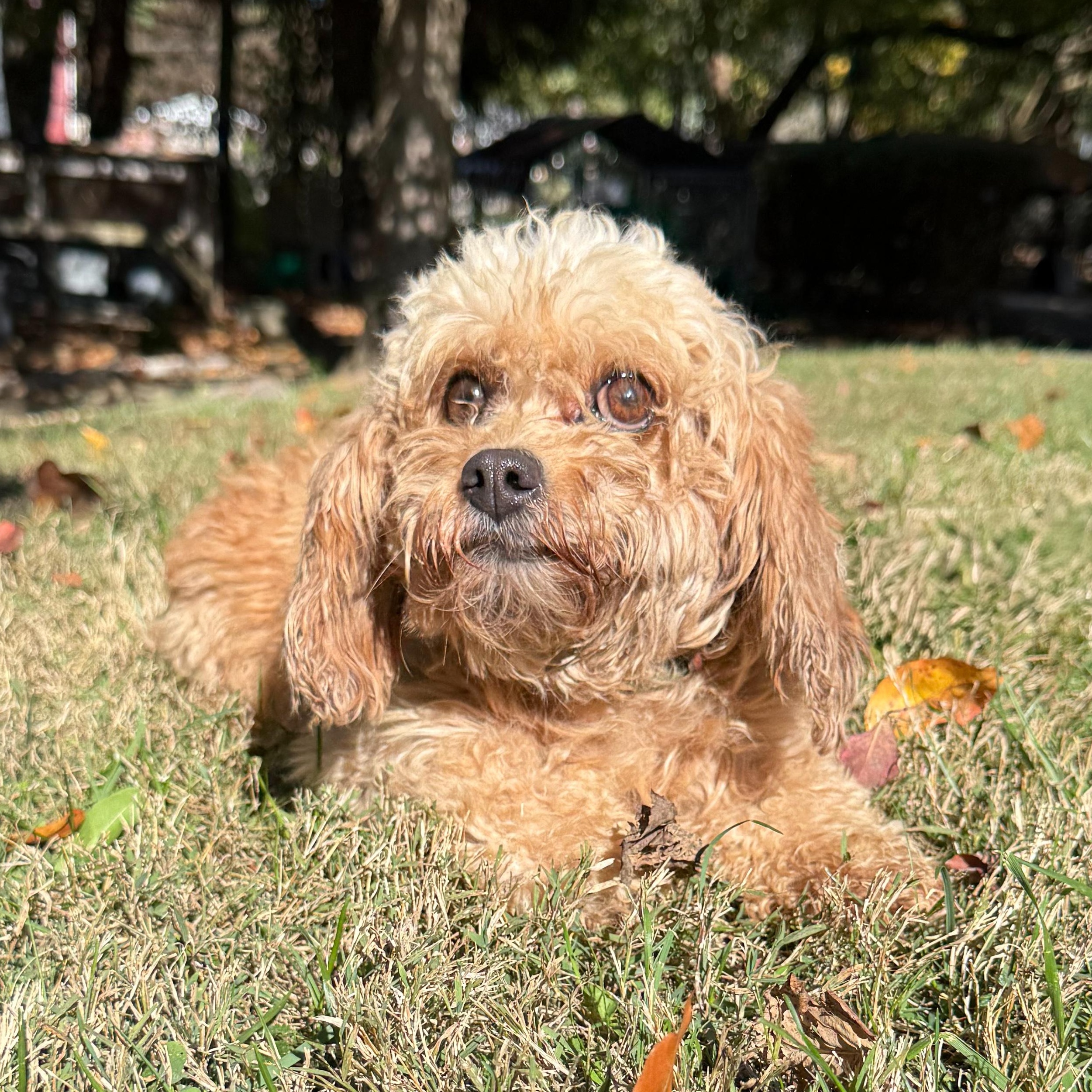 Claire, an adoptable Cavapoo in Latrobe, PA, 15650 | Photo Image 4