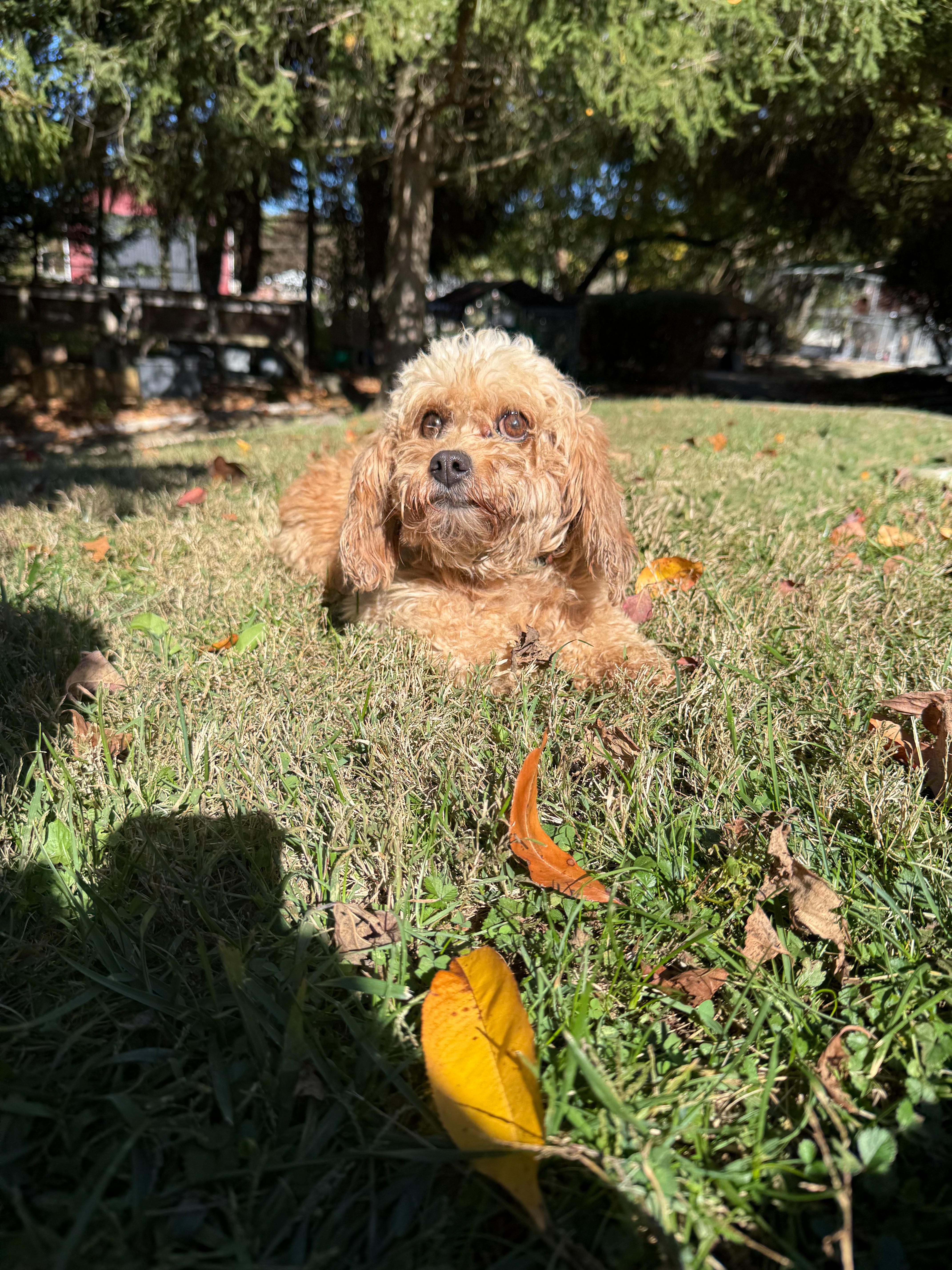 Claire, an adoptable Cavapoo in Latrobe, PA, 15650 | Photo Image 2