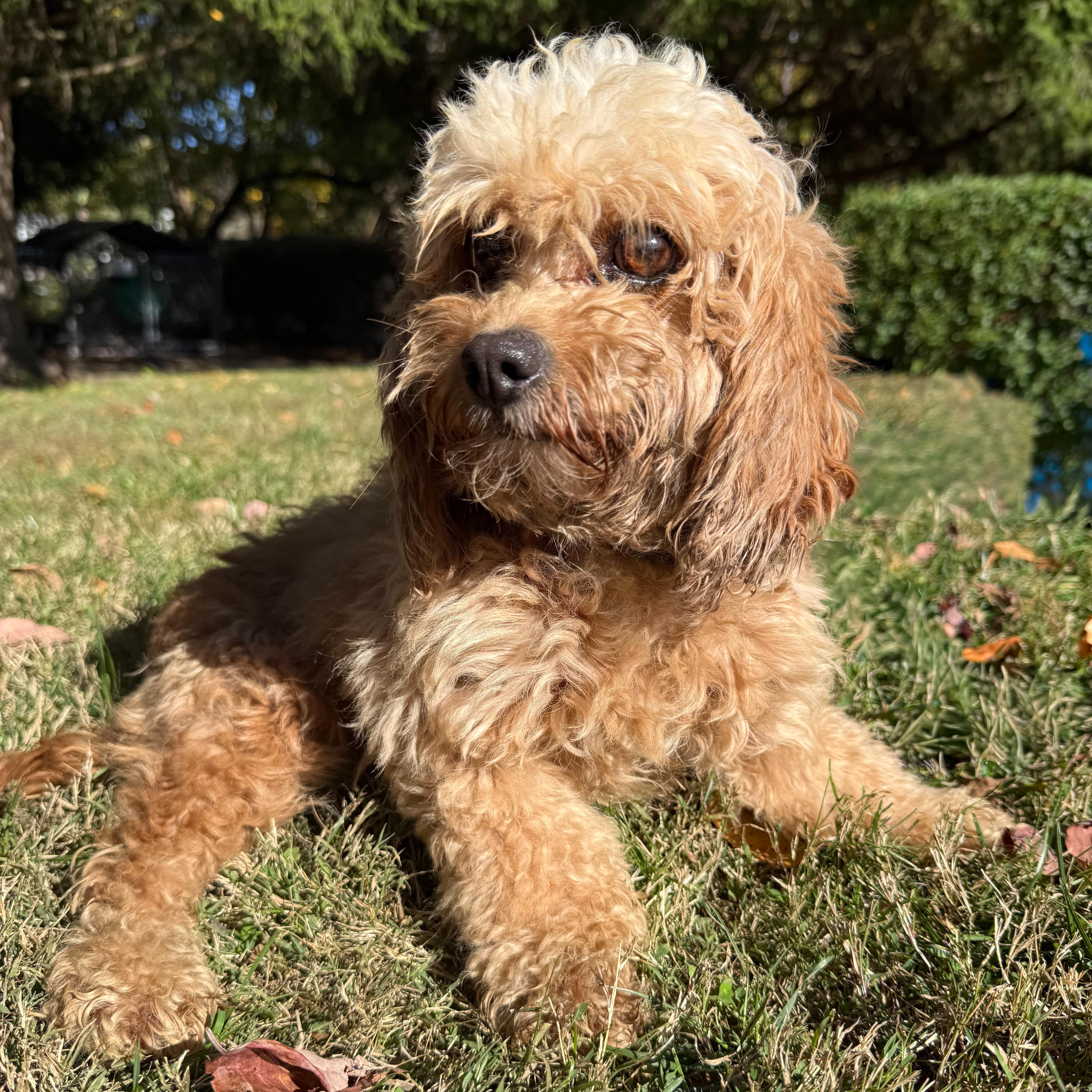 Claire, an adoptable Cavapoo in Latrobe, PA, 15650 | Photo Image 1