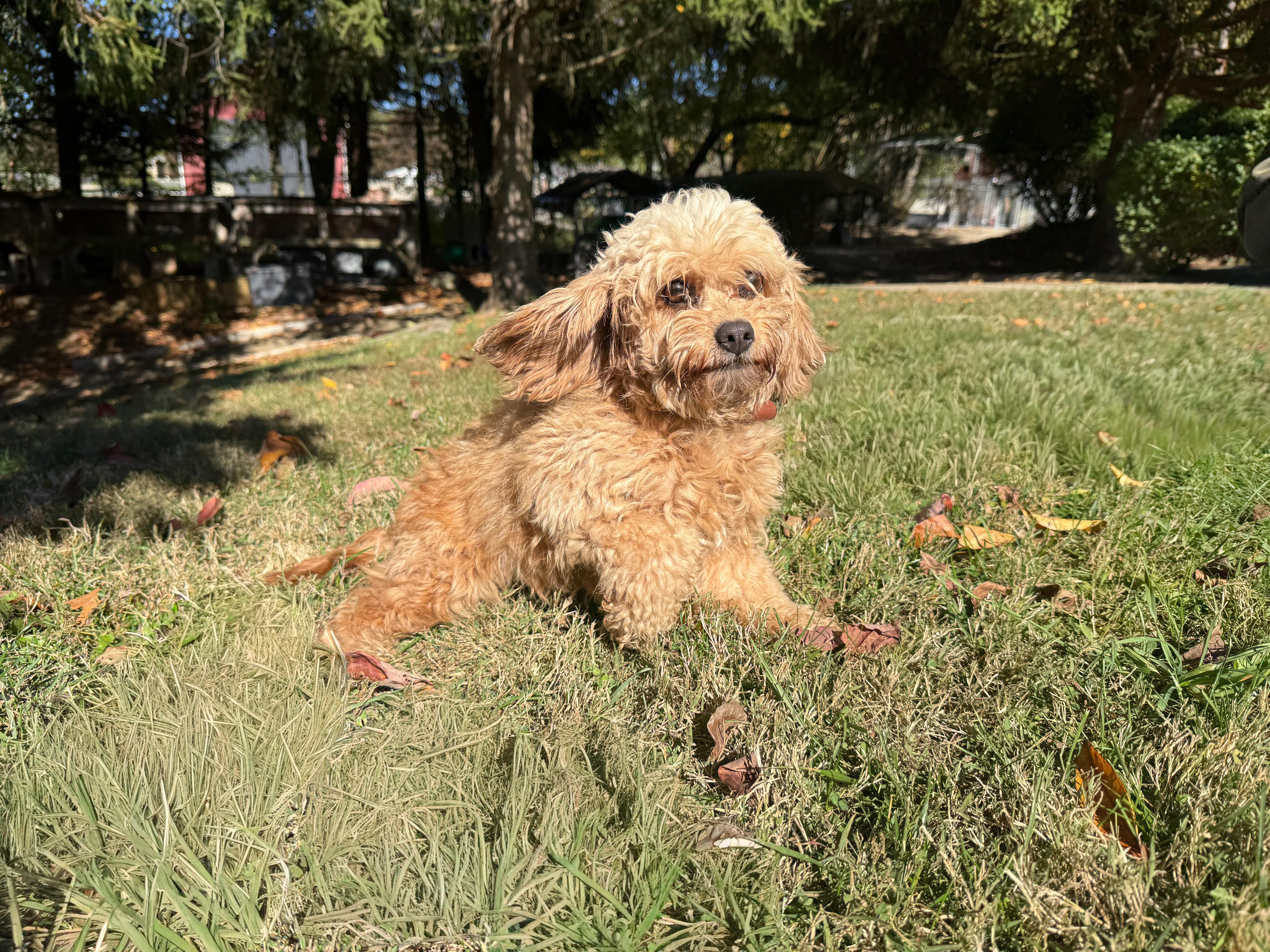 Claire, an adoptable Cavapoo in Latrobe, PA, 15650 | Photo Image 3