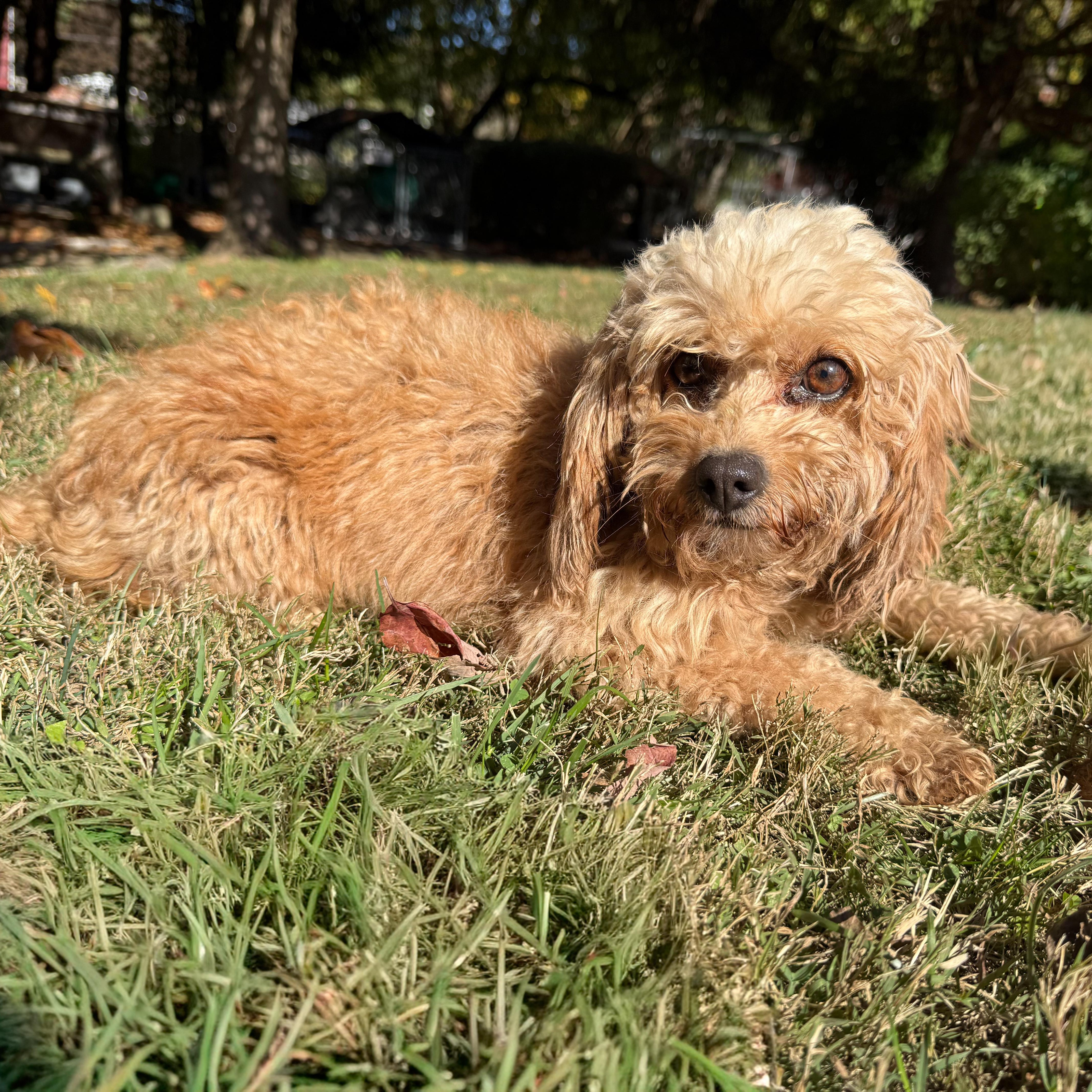 Claire, an adoptable Cavapoo in Latrobe, PA, 15650 | Photo Image 7