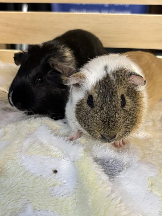 Charlie & Phoebe, Adopted, Young Female Guinea Pig.