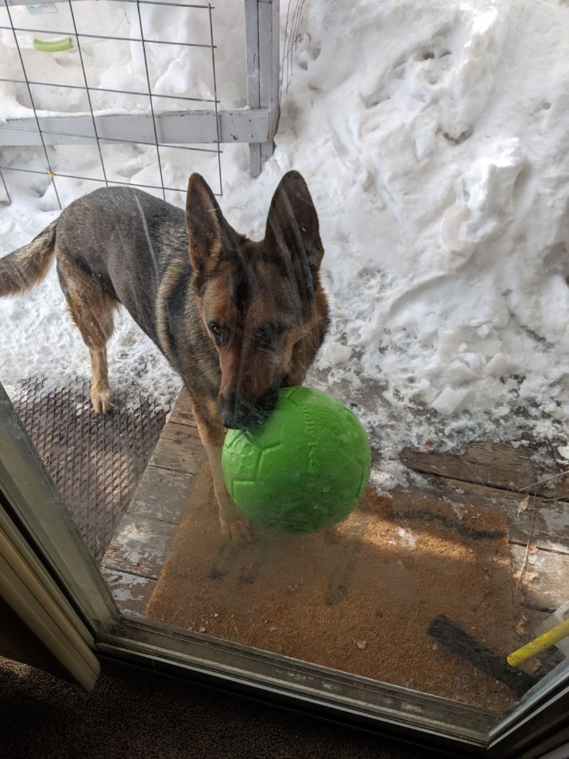 Enlarge Josie, a Adoptable German Shepherd Dog in Cortez, CO image 1/6