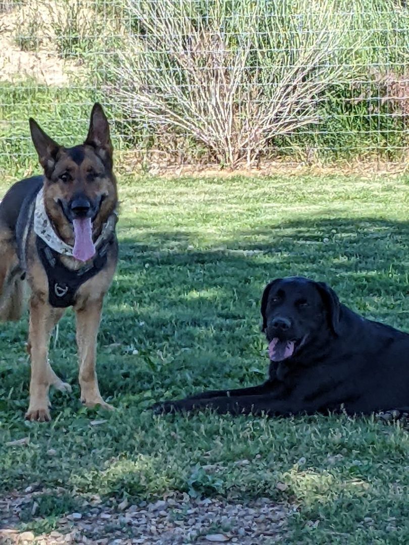 Enlarge Josie, a Adoptable German Shepherd Dog in Cortez, CO image 2/6