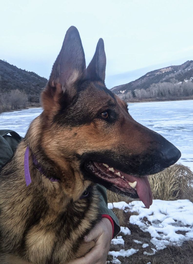 Enlarge Josie, a Adoptable German Shepherd Dog in Cortez, CO image 3/6