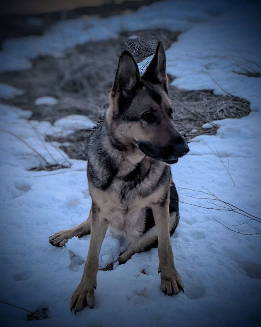 Enlarge Josie, a Adoptable German Shepherd Dog in Cortez, CO image 4/6