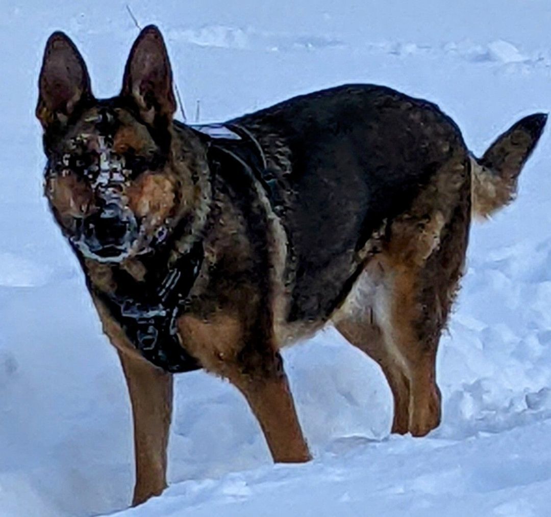 Enlarge Josie, a Adoptable German Shepherd Dog in Cortez, CO image 5/6
