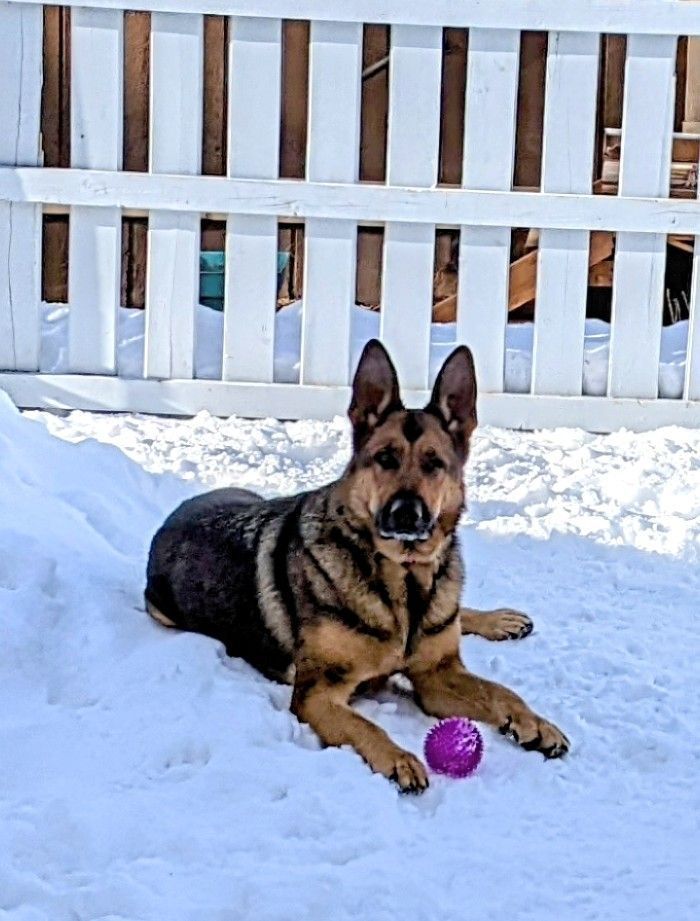 Enlarge Josie, a Adoptable German Shepherd Dog in Cortez, CO image 6/6