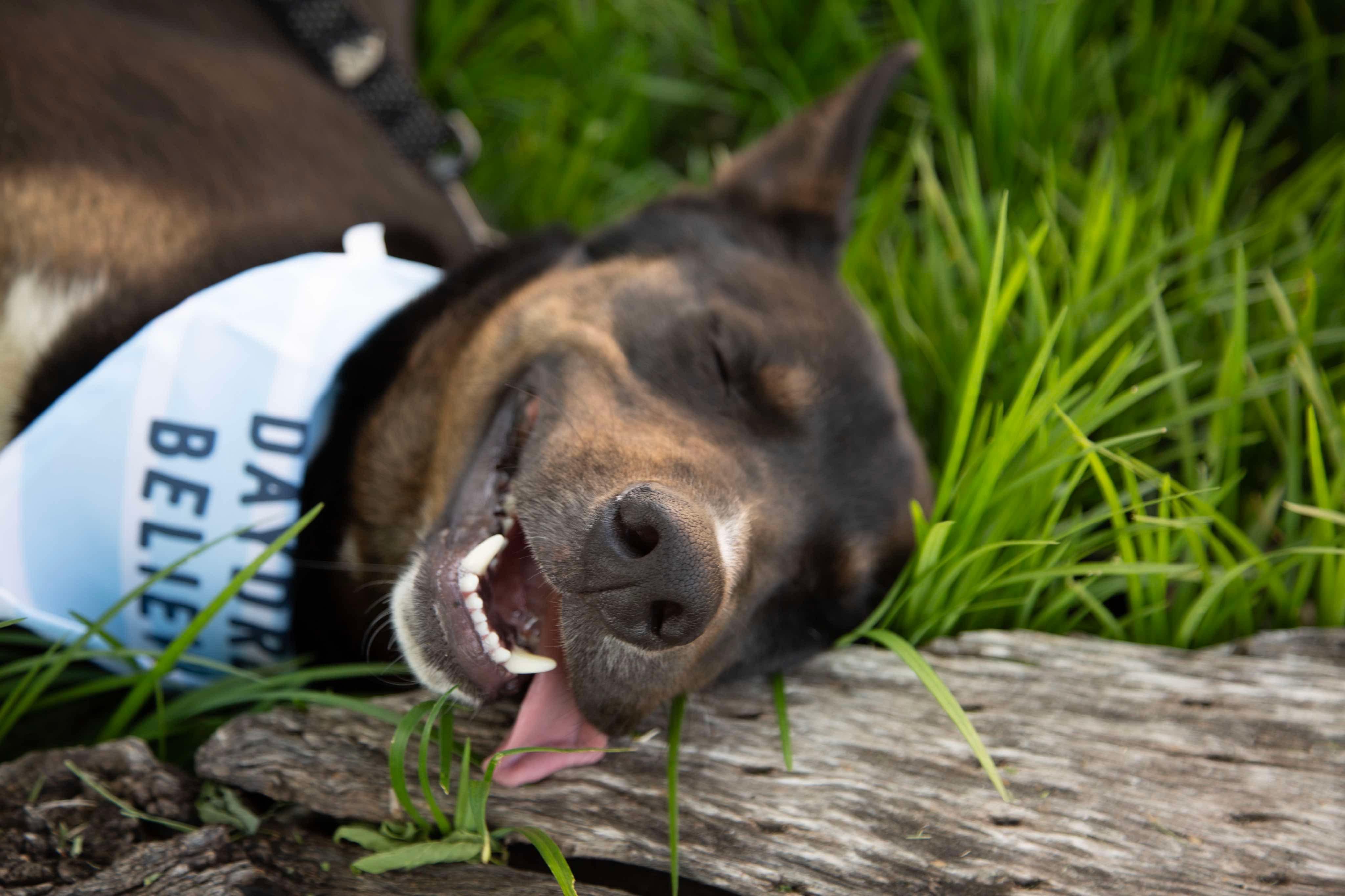 Jack, a Adoptable mixed breed in Indianapolis, IN image 2/3