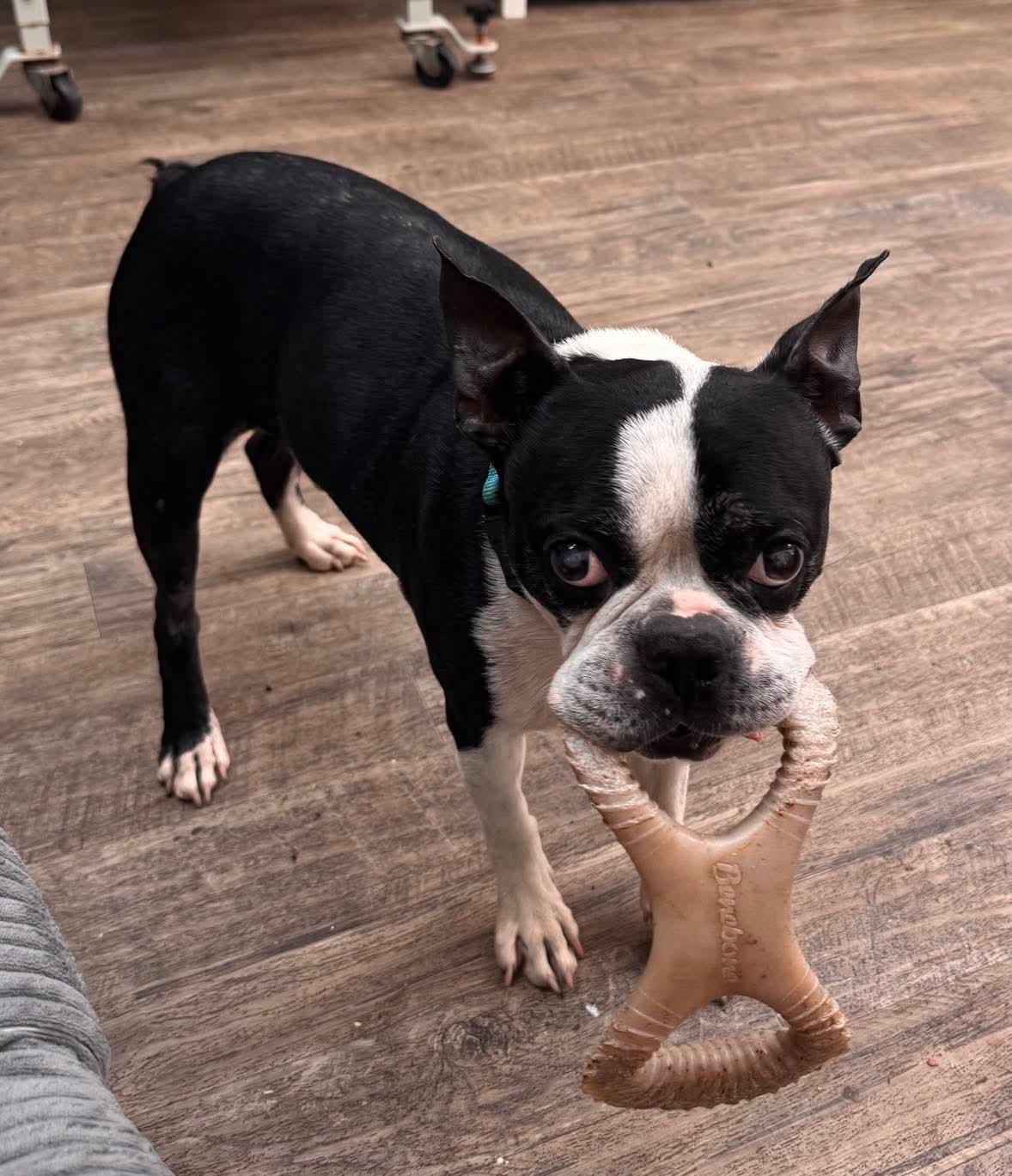 Henry, Adoptable, Adult Male Boston Terrier.