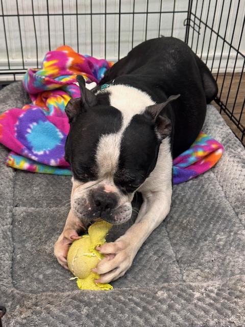 Enlarge Henry, a Adoptable Boston Terrier in Van Vleck, TX image 2/3
