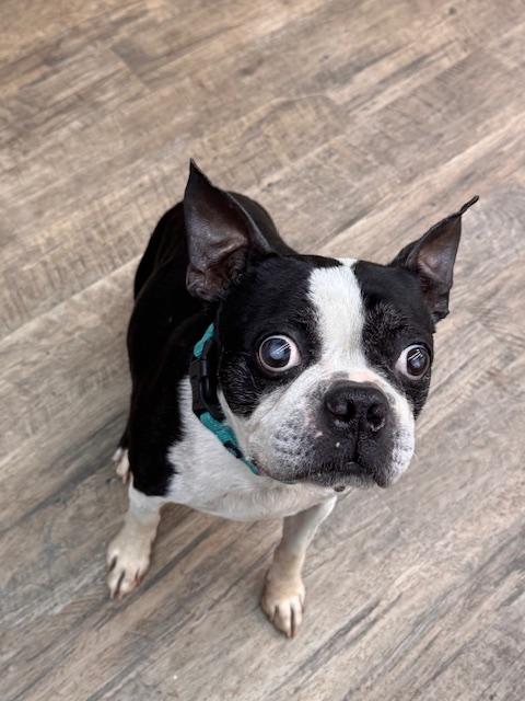 Enlarge Henry, a Adoptable Boston Terrier in Van Vleck, TX image 3/3