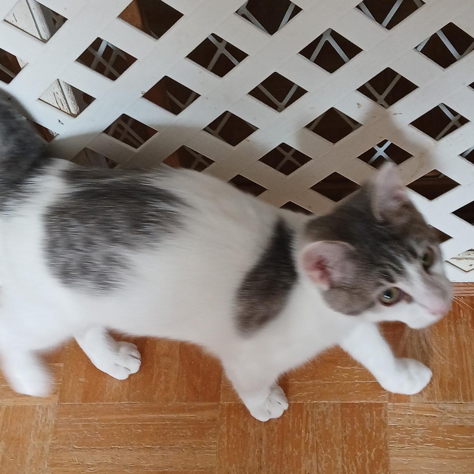 Enlarge Alfred, a Adoptable Domestic Short Hair in Maple Shade, NJ image 3/3