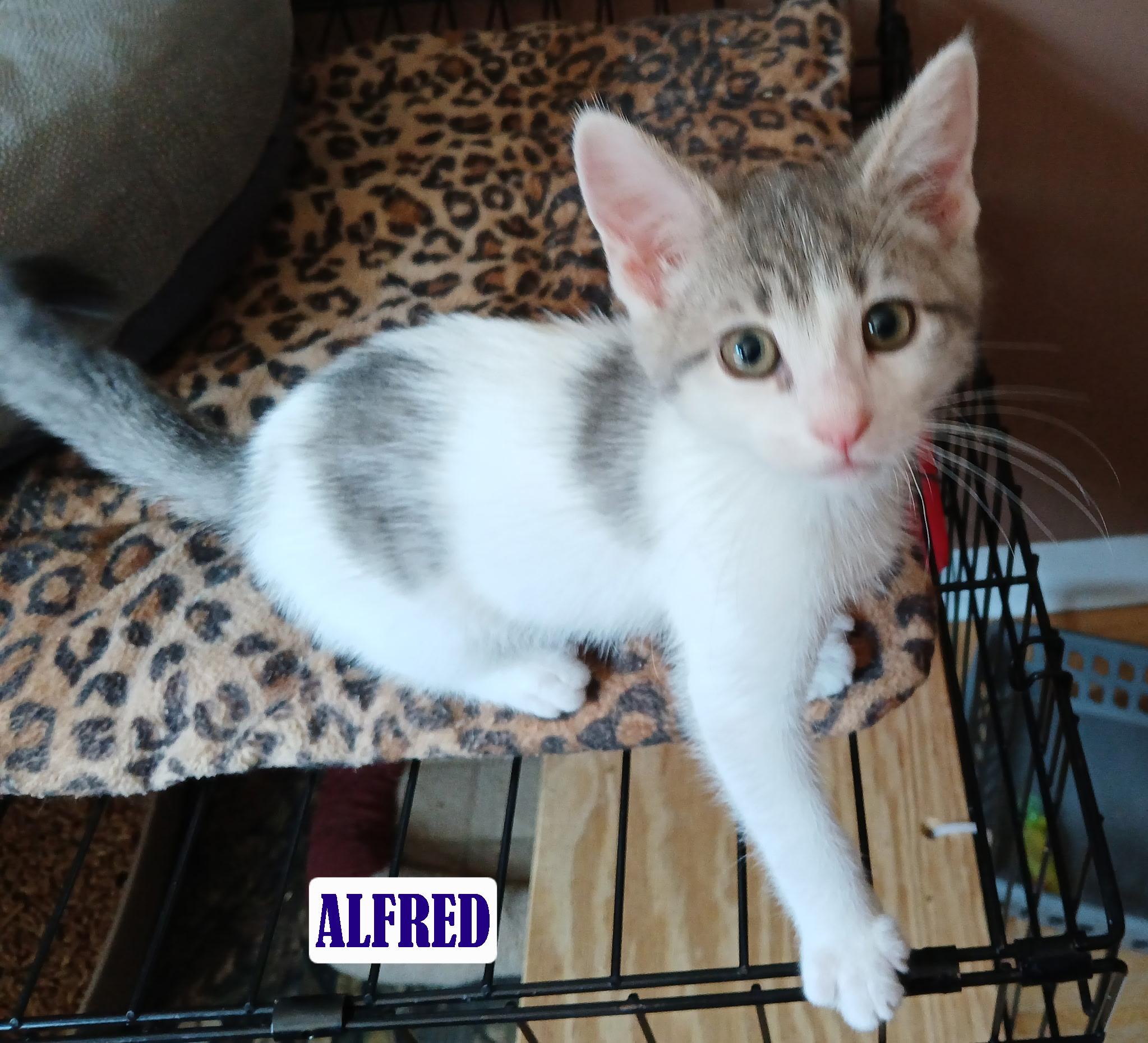 Enlarge Alfred, a Adoptable Domestic Short Hair in Maple Shade, NJ image 1/3