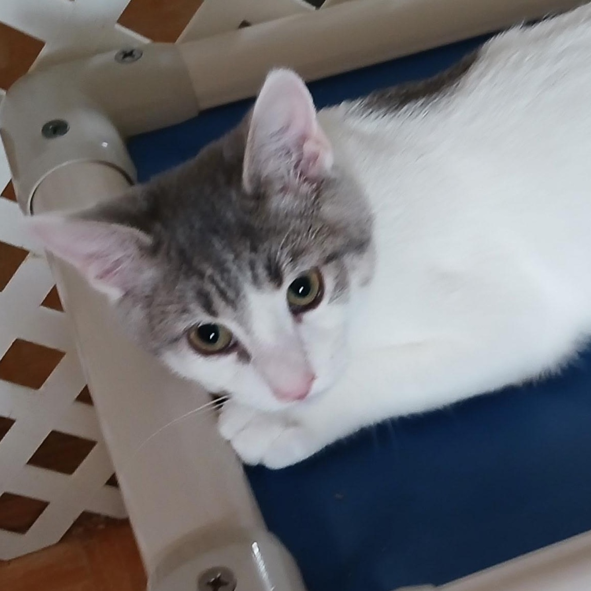 Enlarge Alfred, a Adoptable Domestic Short Hair in Maple Shade, NJ image 2/3