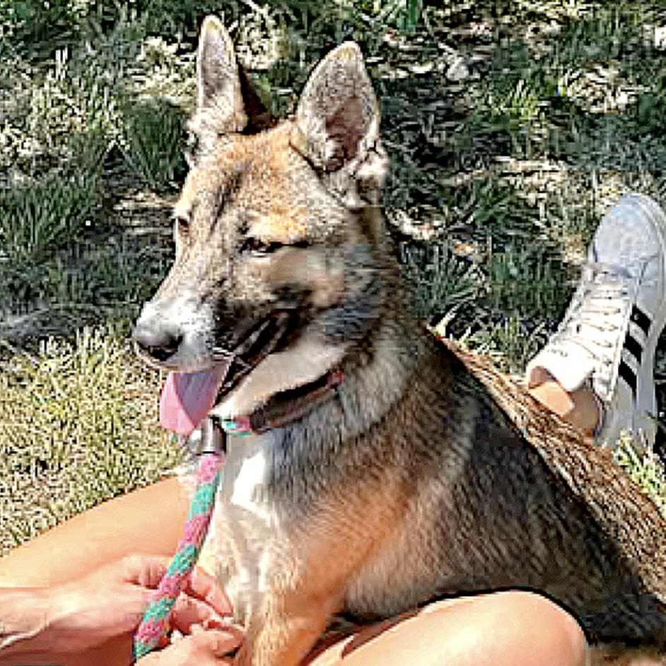 Bear Girl, Young Female Shepherd