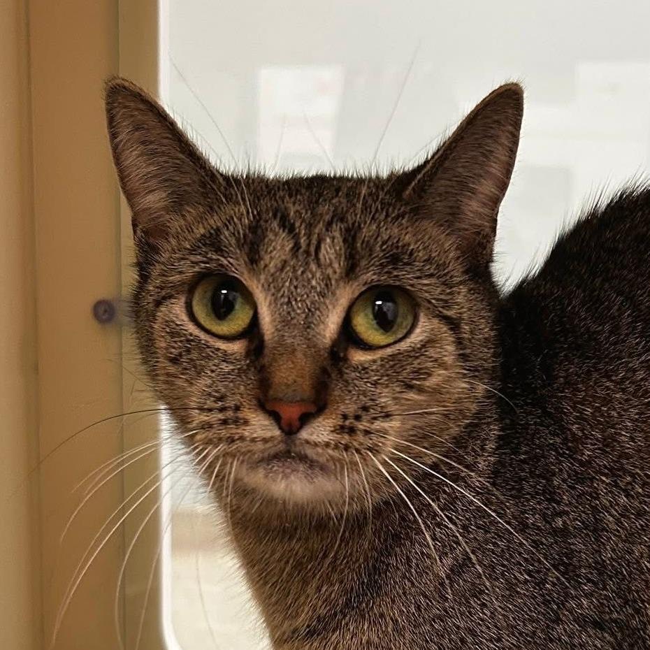 Enlarge Elphaba, a Adoptable Domestic Short Hair in Naperville, IL image 1/2