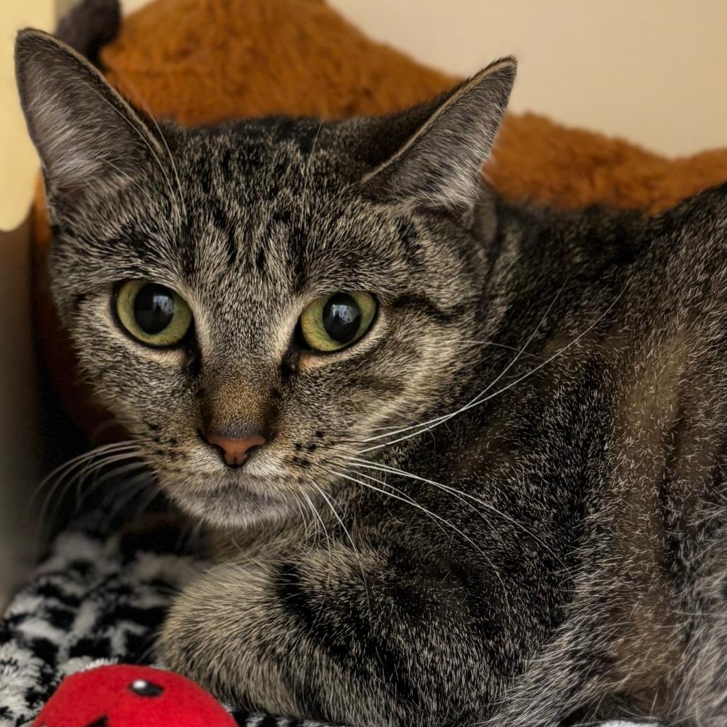 Enlarge Elphaba, a Adoptable Domestic Short Hair in Naperville, IL image 2/2