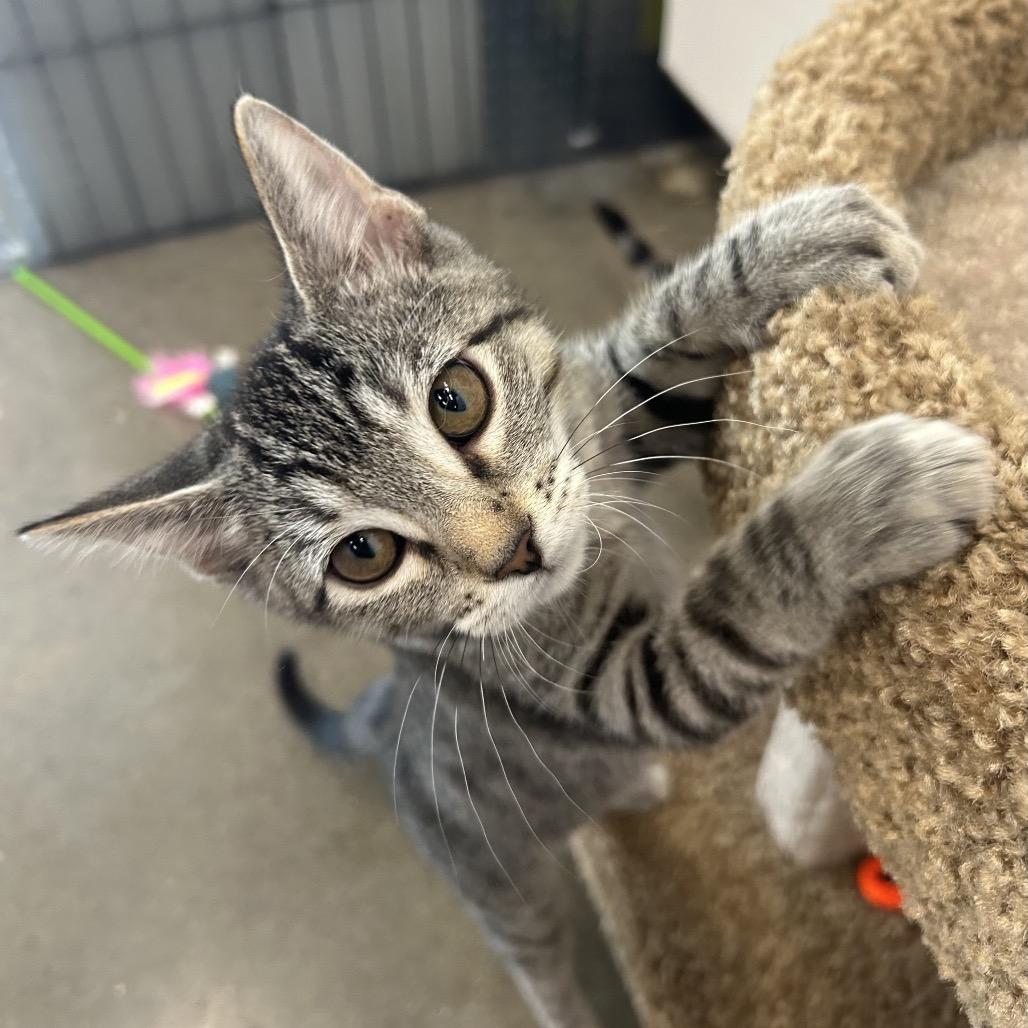 Molly, Adoptable, Young Female Domestic Short Hair.