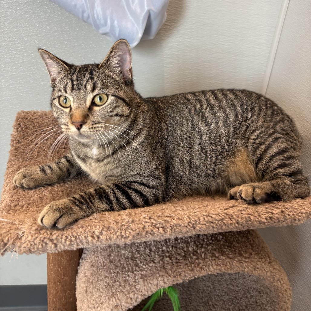 Enlarge Molly, a Adoptable Domestic Short Hair in League City, TX image 2/4