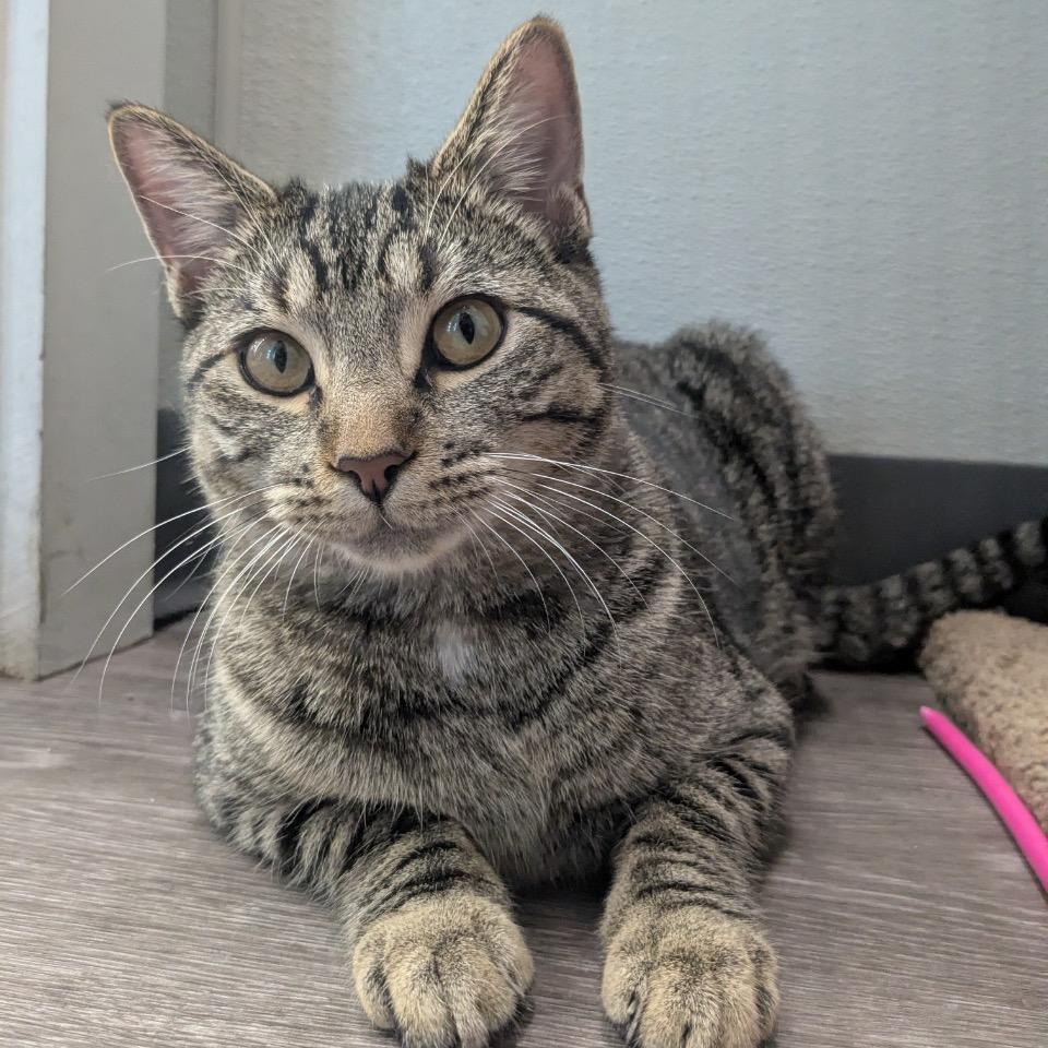 Enlarge Molly, a Adoptable Domestic Short Hair in League City, TX image 3/4