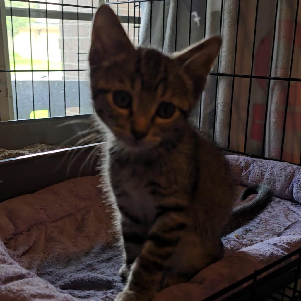 Enlarge Molly, a Adoptable Domestic Short Hair in League City, TX image 4/4